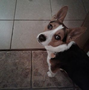 Meet your Posher, Connie